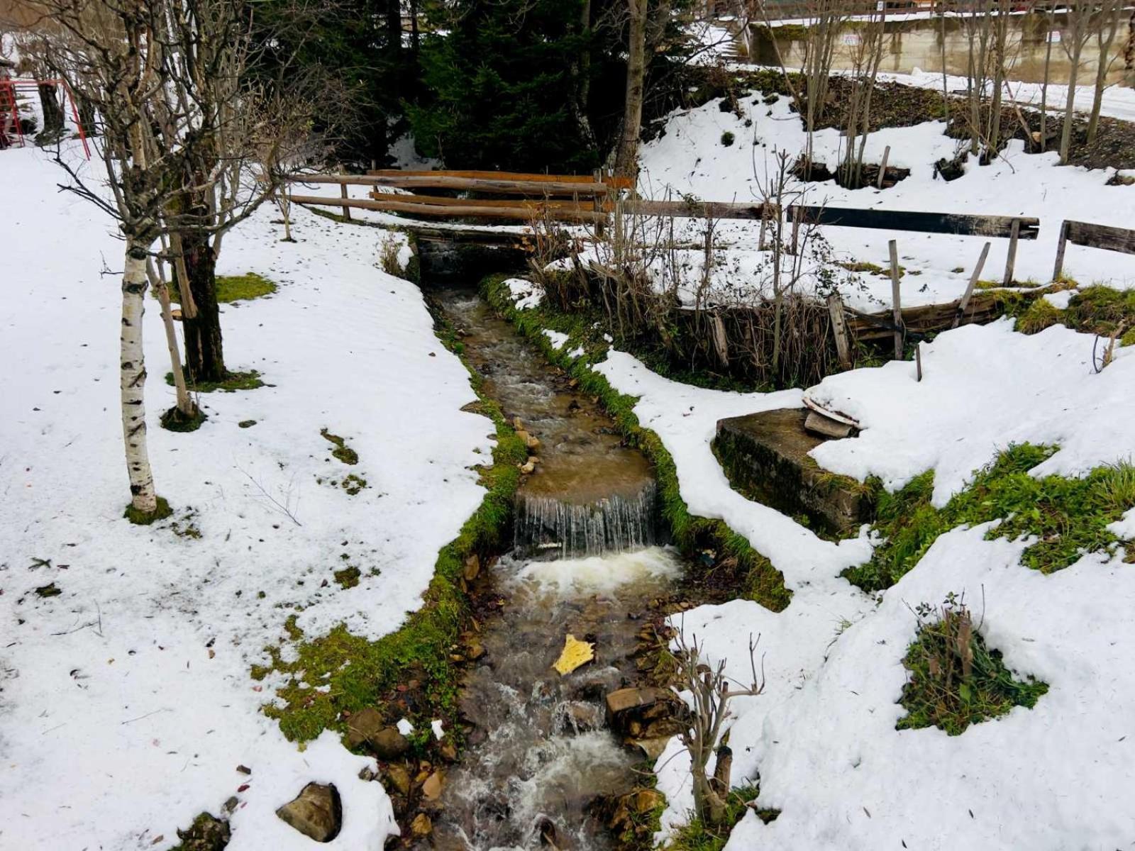 Regulus Kopaonik *